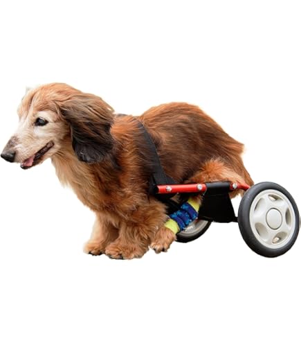 Amazon | 小型犬用の車椅子（ミニチュア・ダックスフンド、トイ